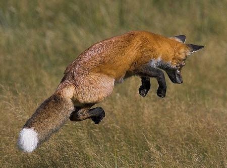 Firefox is fast