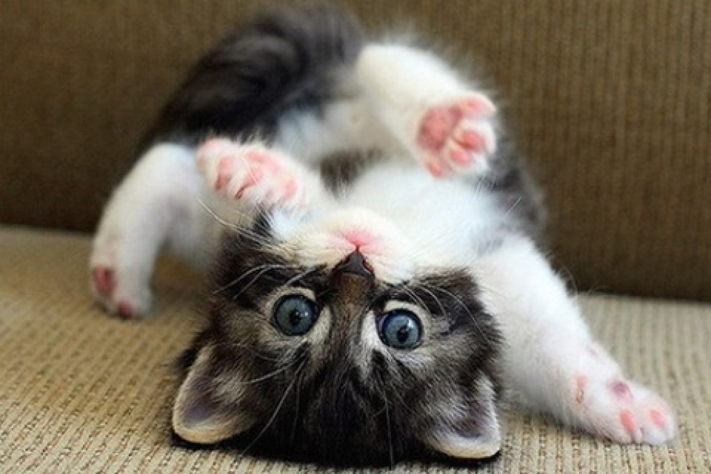 cute-cat-picture-wallpaper.jpg