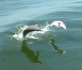 Dolphins running with Cabbage Key ferry