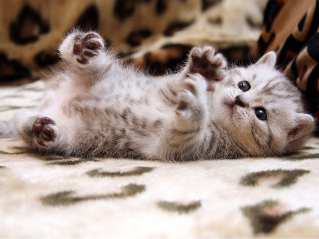 Baby-Cute-Cat-Wallpaper