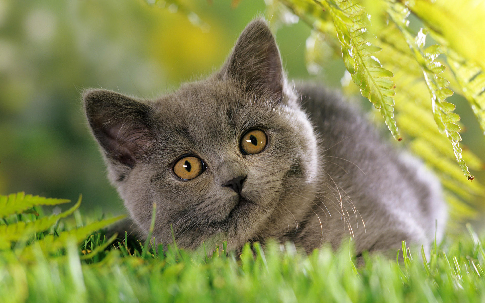 40 Cute Cats Wide Screen Wallpapers