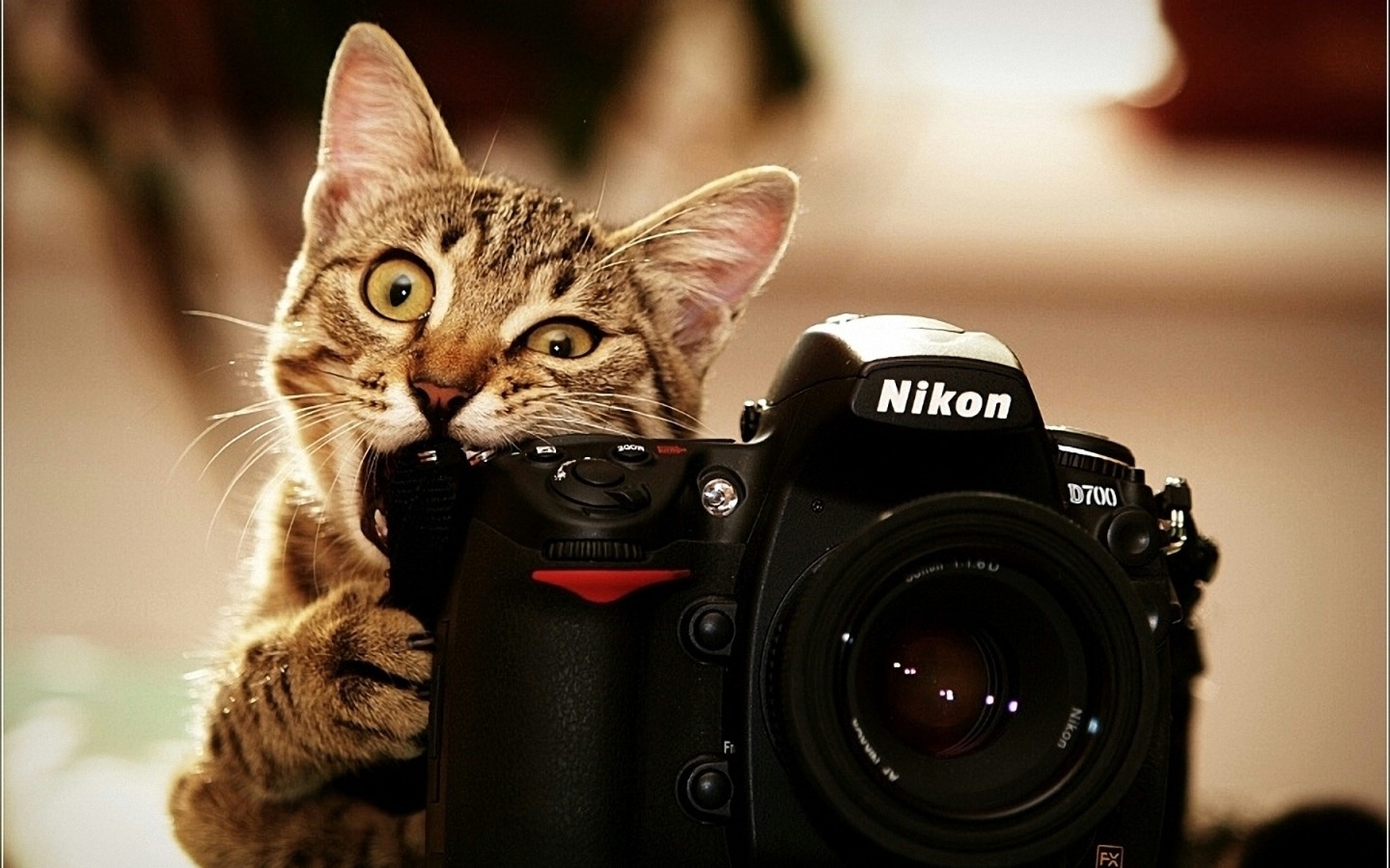 cute-cat-fuuny-image