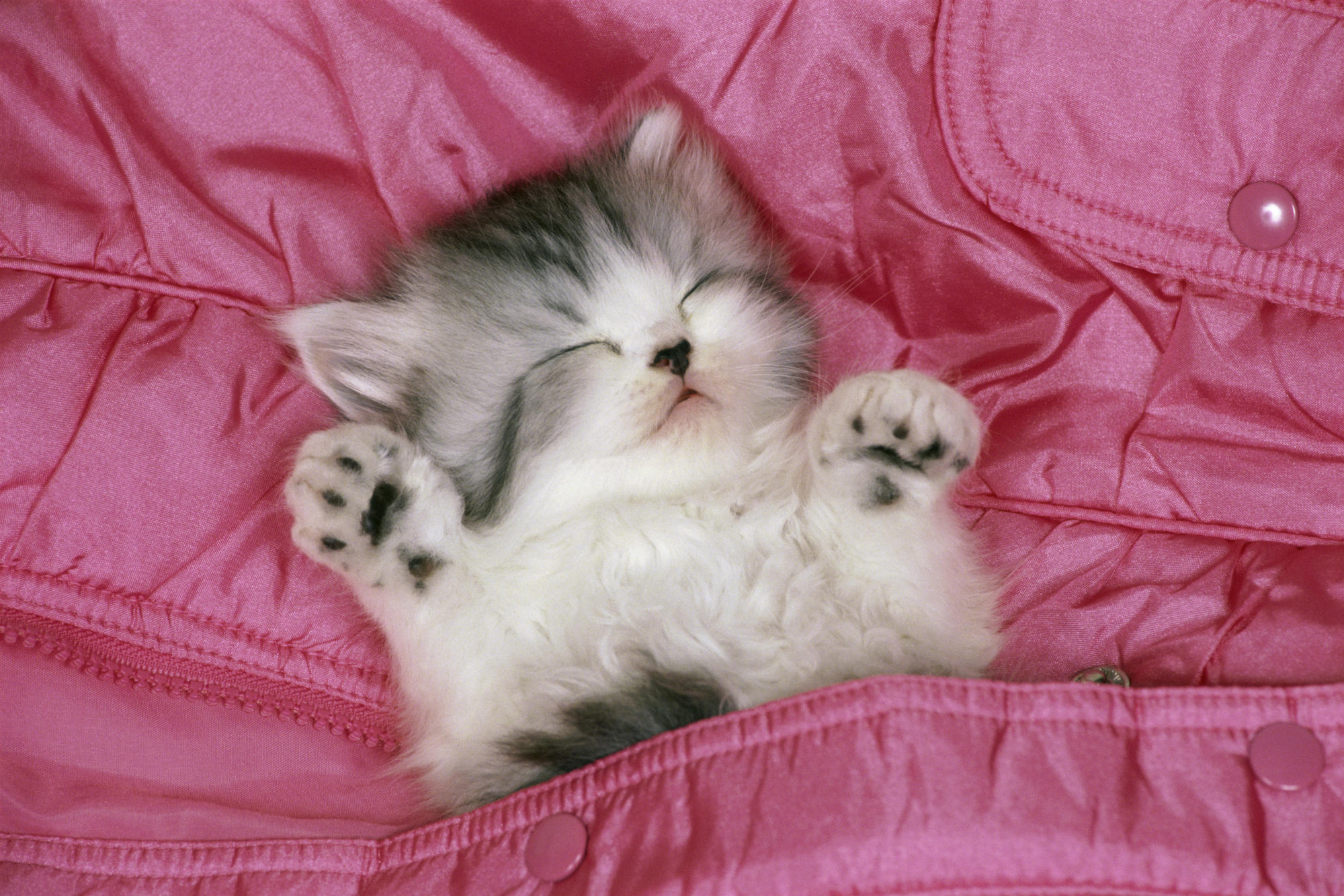 sleeping-cute-cat-wallpaper-other